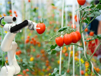 A robot harvesting tomatoes
