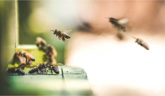 Bienen fliegen in einen Bienenstock ein